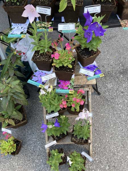 Wit's End Plants Wit's End Plants