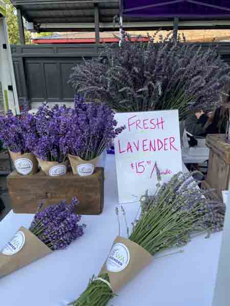 Fresh Lavender
