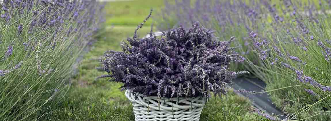 Iowa Lavender at the Farmers' Market