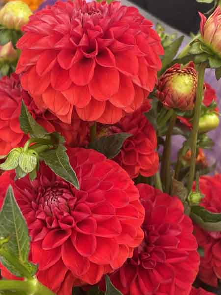 Fresh Flowers Fresh Flowers