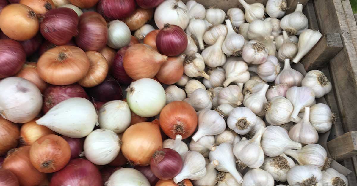 Garlic at the DTFM