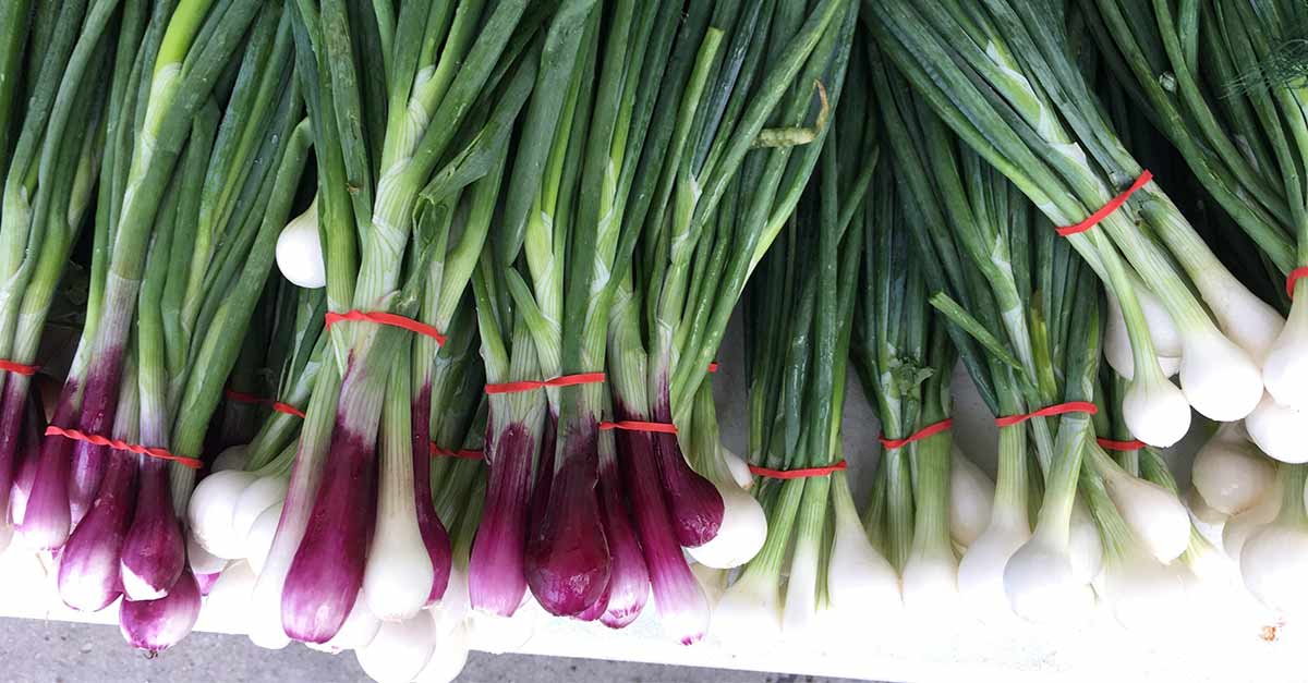 Spring Onions