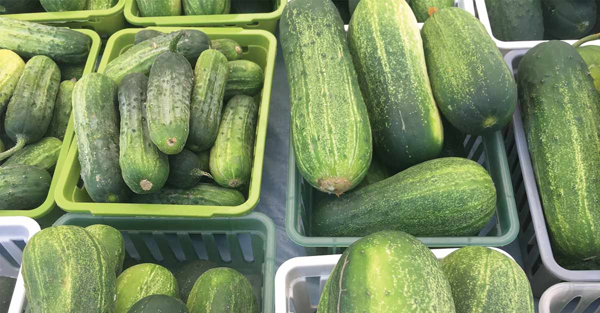 Farmers' Market cucumbers