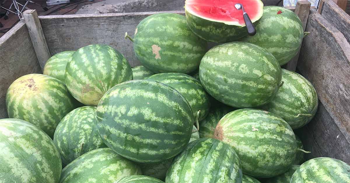 watermelon