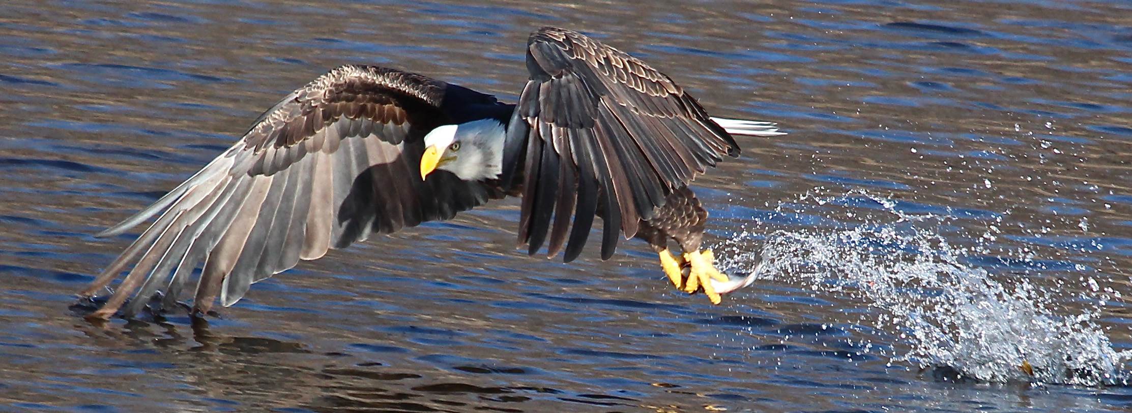 Bald Eagles Downtown DSM