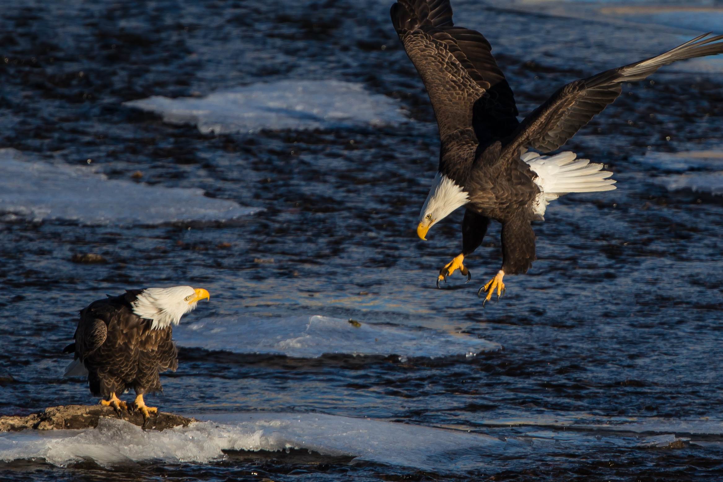 Bald Eagles at Water