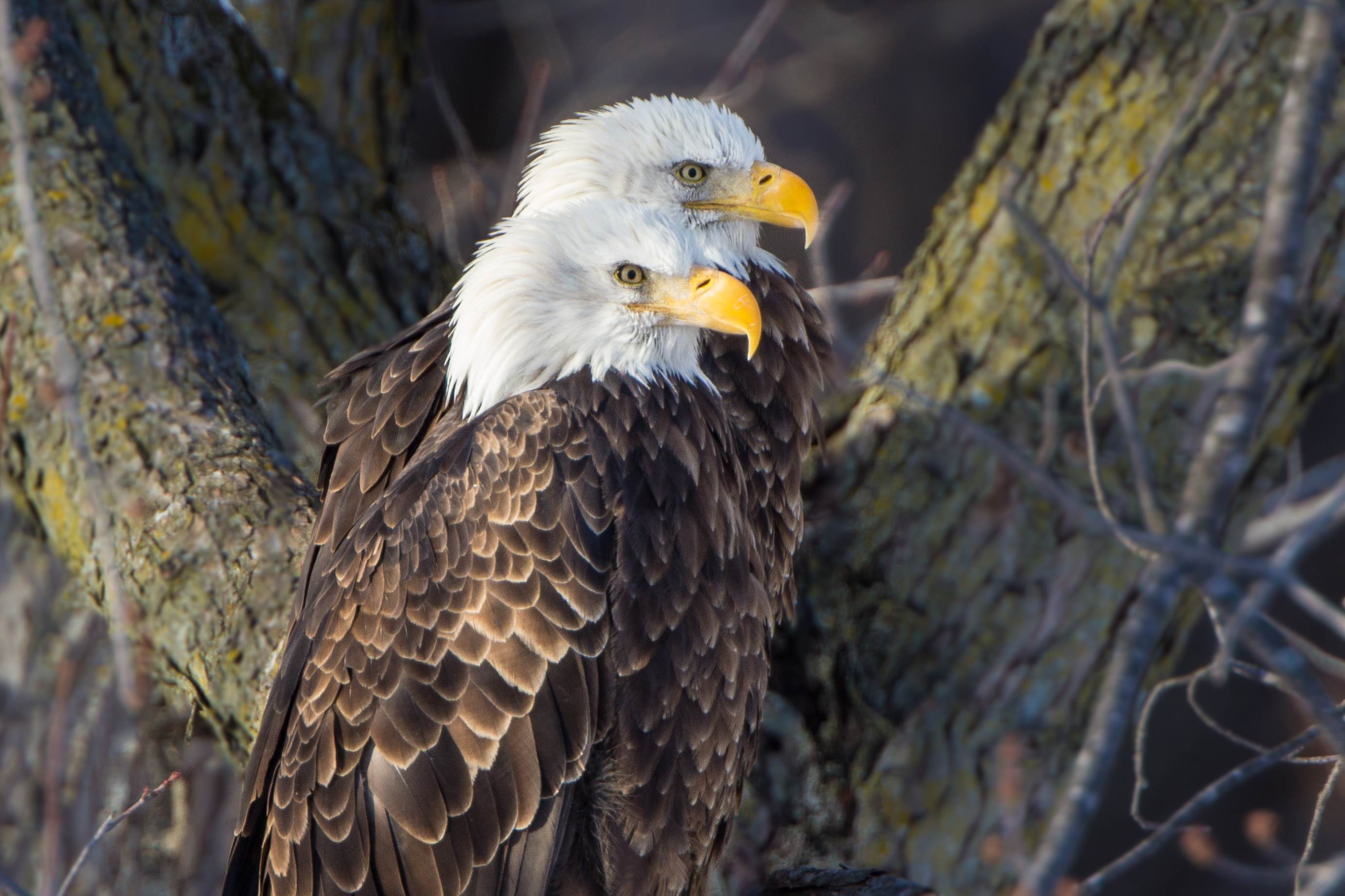 Bald Eagles in Tree