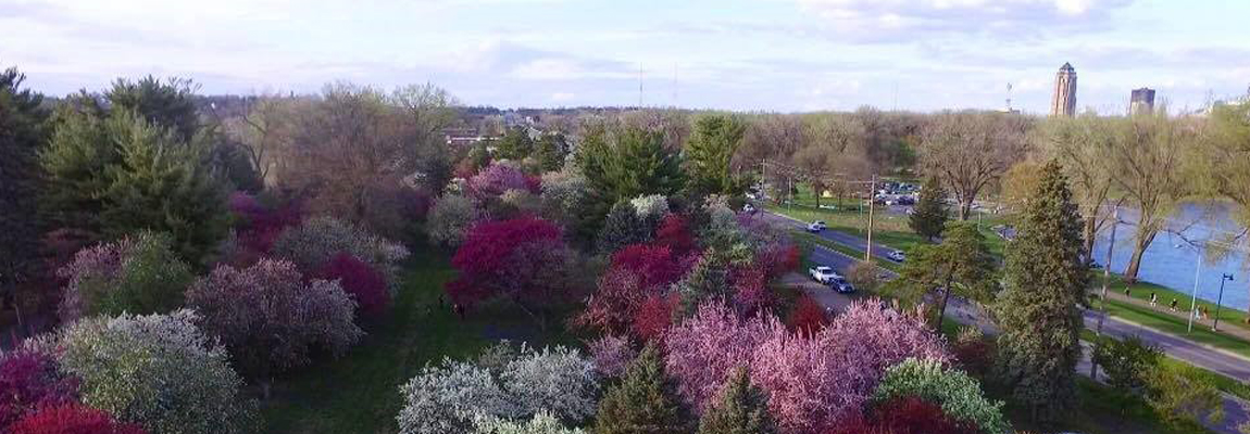 Crabapple Trees at Water Works Park