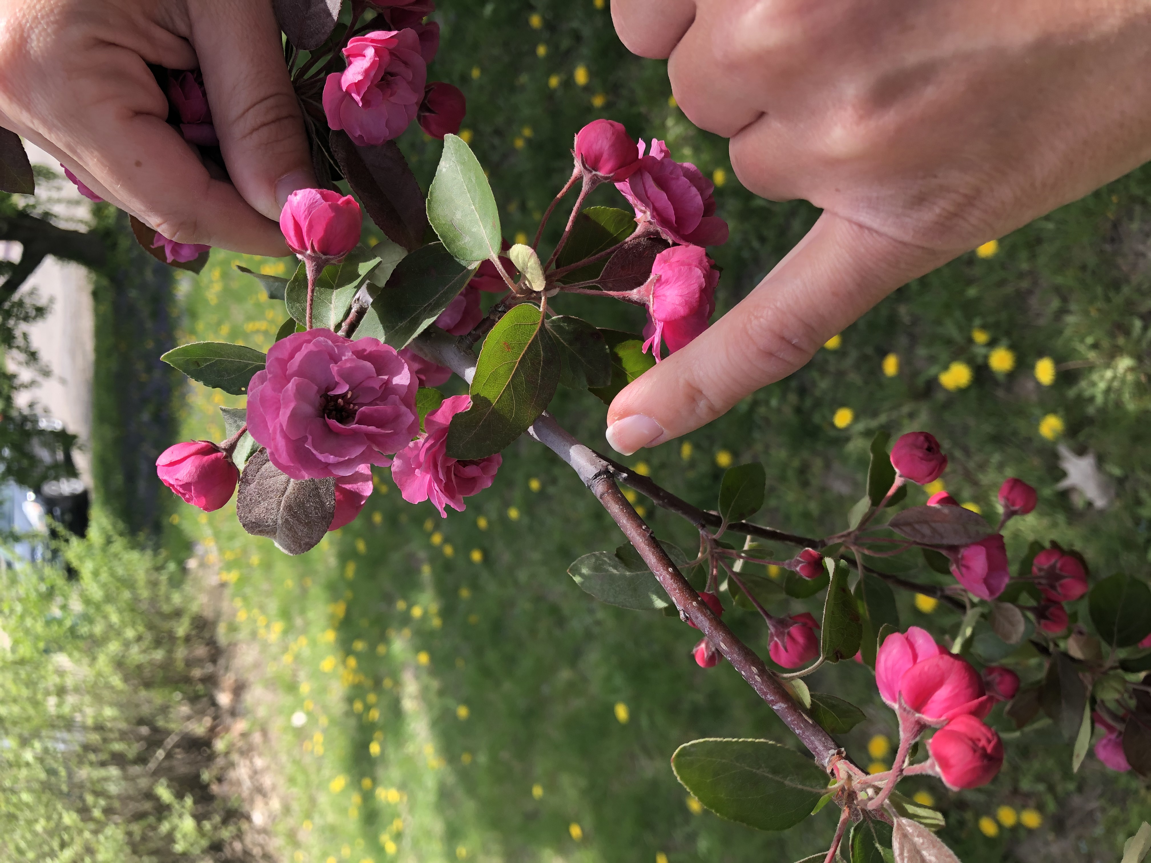 Crabapple Bloom