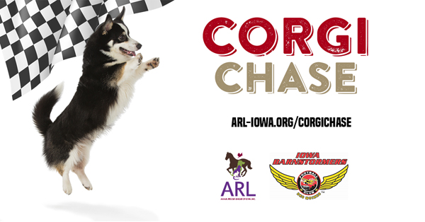 Corgi Chase with ARL of Iowa Corgi Chase with ARL of Iowa