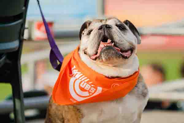 Dogs at the ICubs Dogs at the ICubs