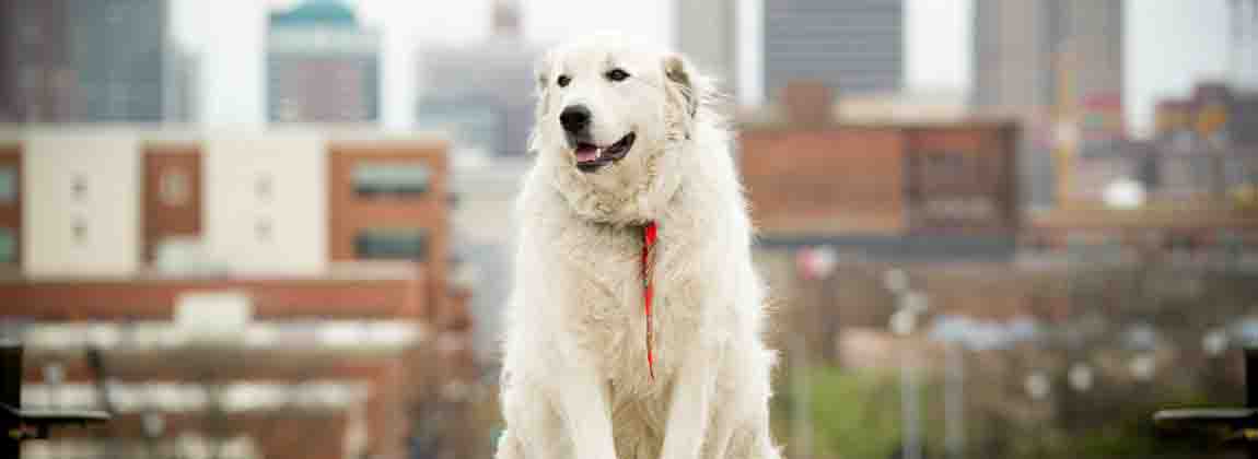 Dog-Friendly Spaces