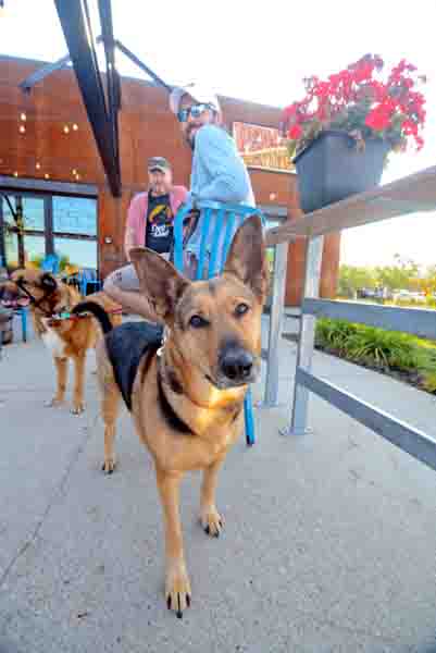Peace Tree Yappy Hour Peace Tree Yappy Hour