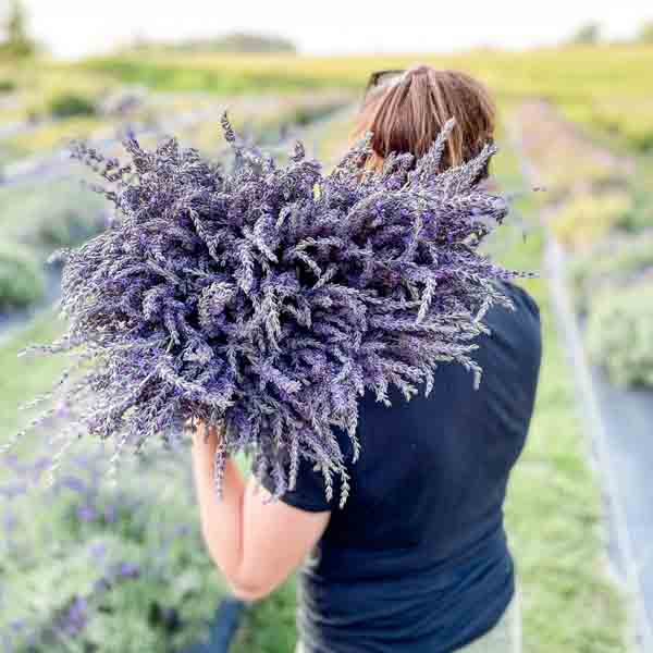 Iowa Lavender Iowa Lavender