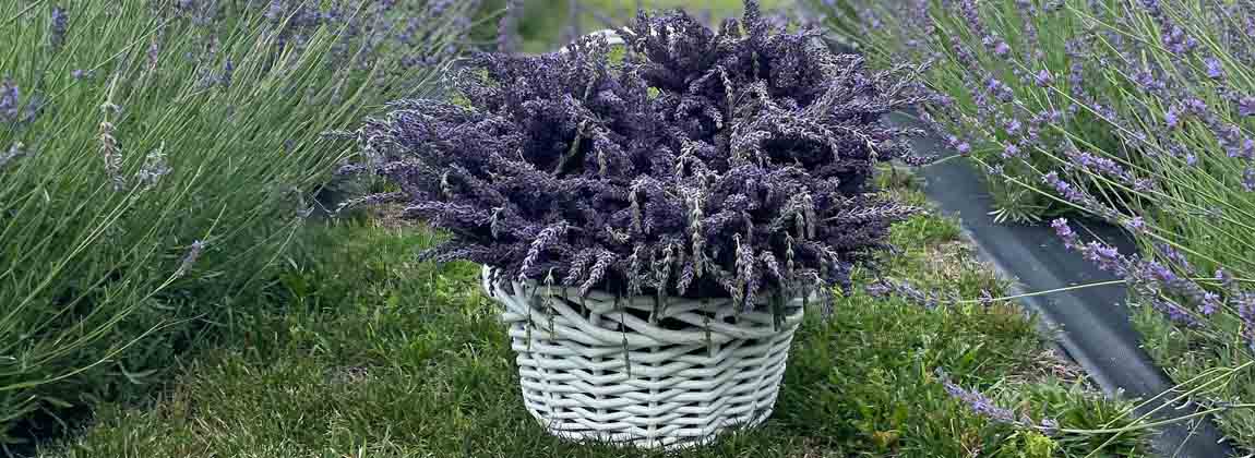 Bouquet Making 101