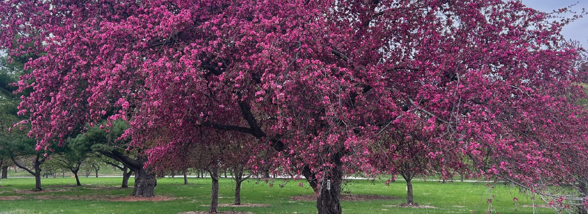Greater Des Moines Botanical Garden