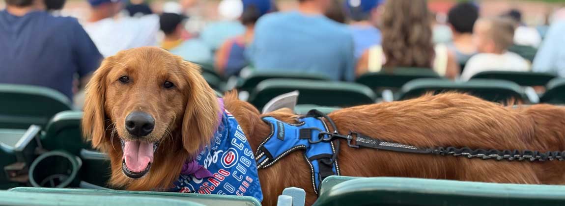 dog at the ballpark