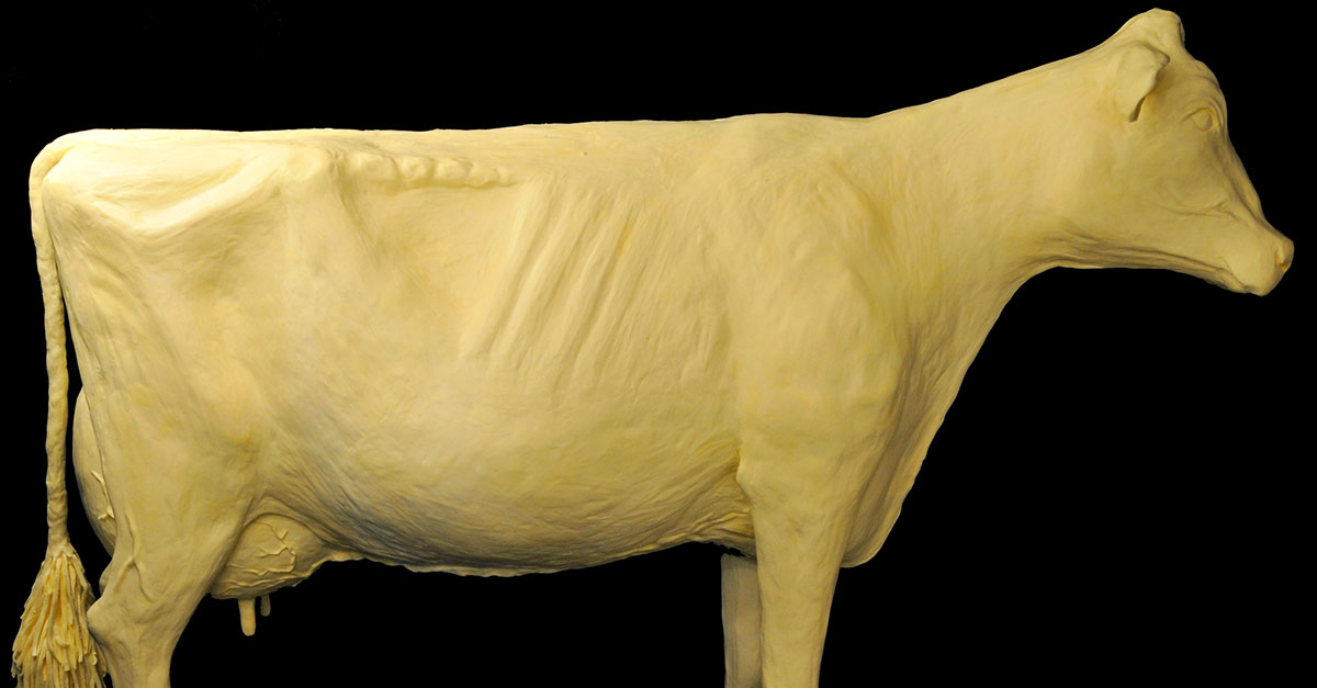 Iowa State Fair Butter Cow