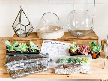 Art Terrarium Plants for Pickup