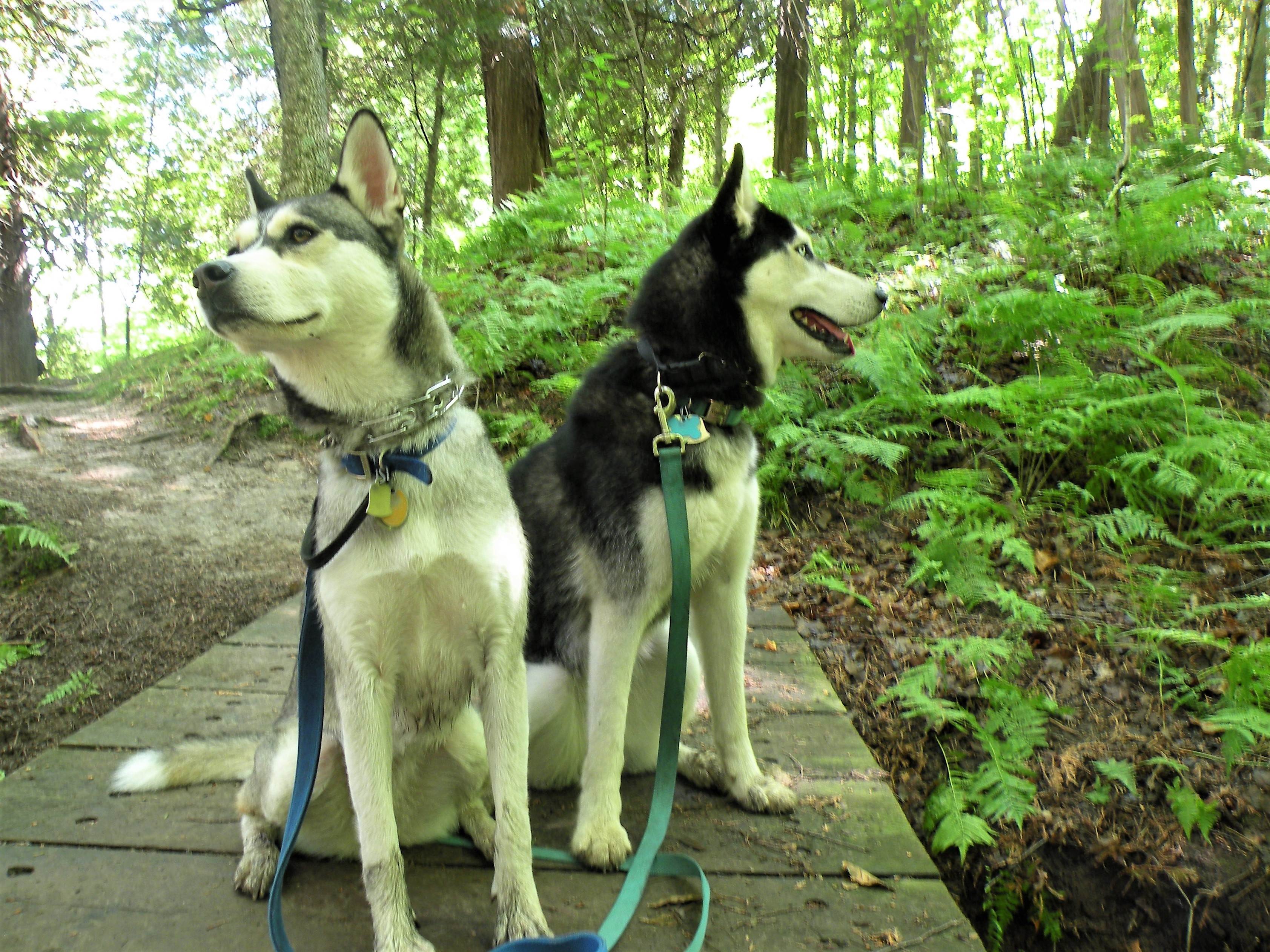 Hiking with Huskies