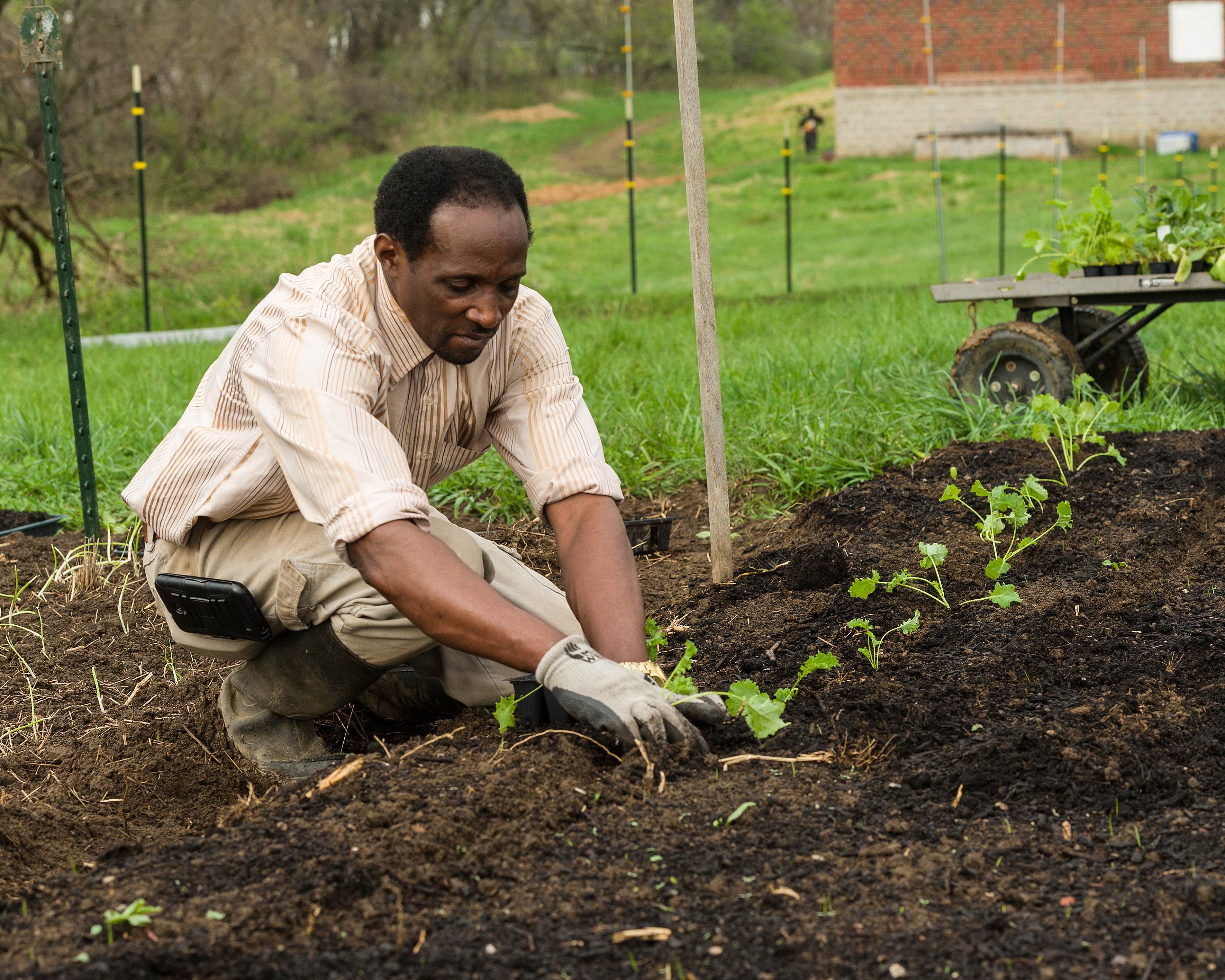 Alex Congera Planting Kale