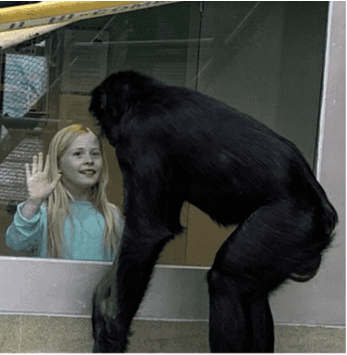 Ape Educational Outreach