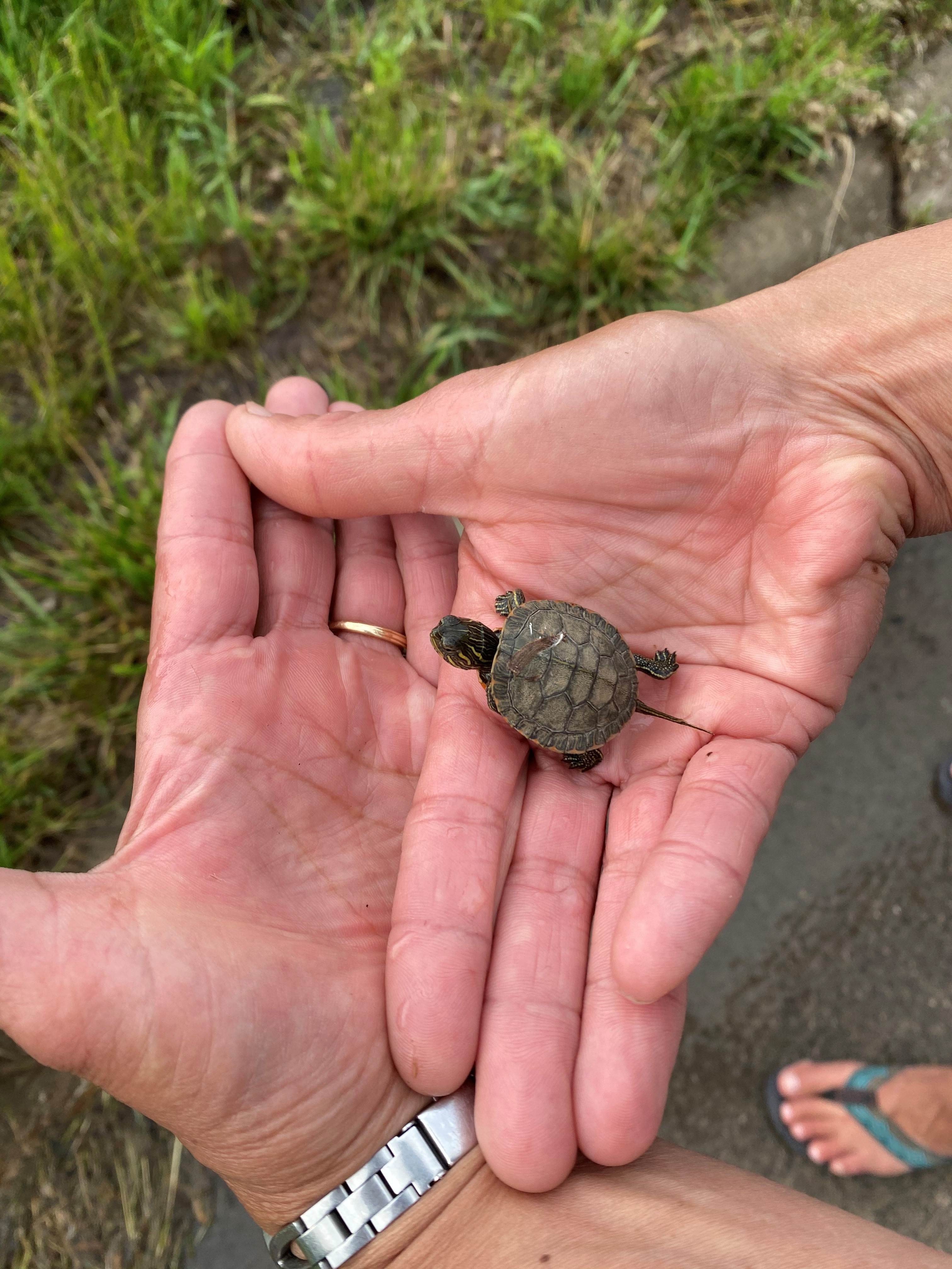 Gray's Lake Turtle