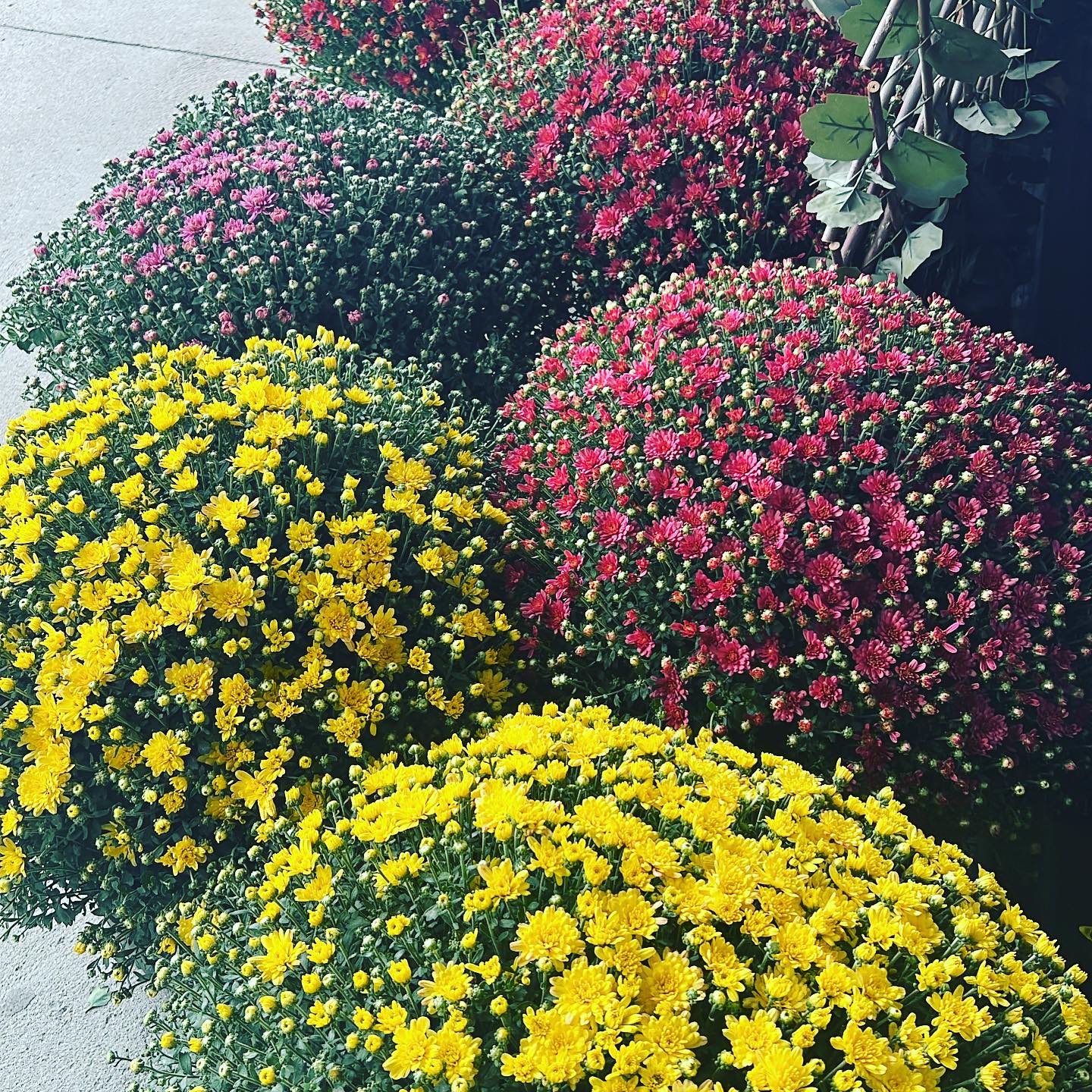 Mums at Stems Floral Shop