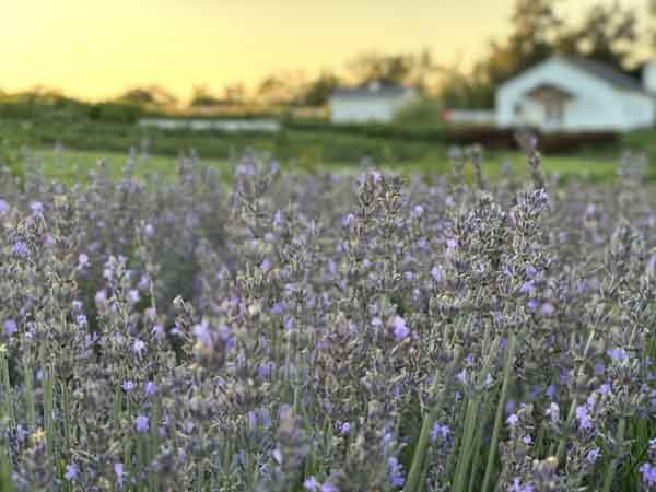 Lavender Lavender