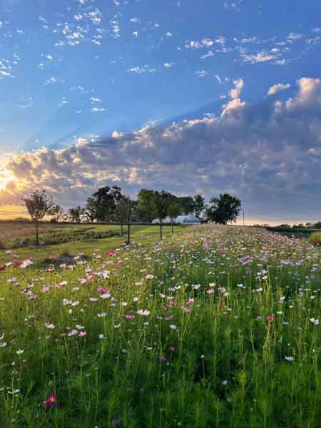 Wildflower Field Wildflower Field