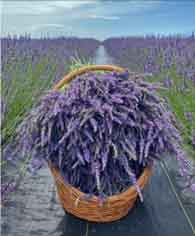 Lavender Al Fresco Dinner Lavender Al Fresco Dinner