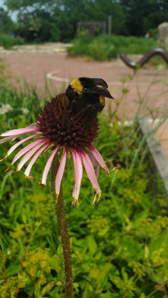 Bee on Flower Bee on Flower