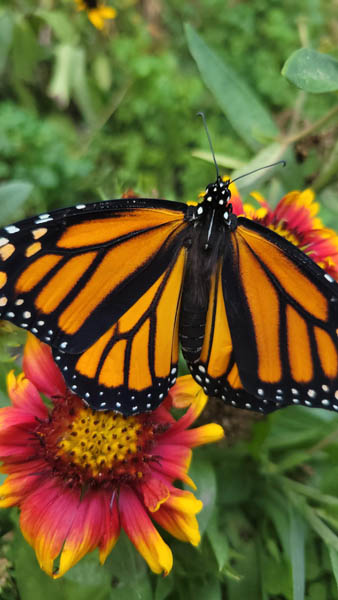 Butterfly on Flower Butterfly on Flower