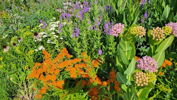 Garden Garden
