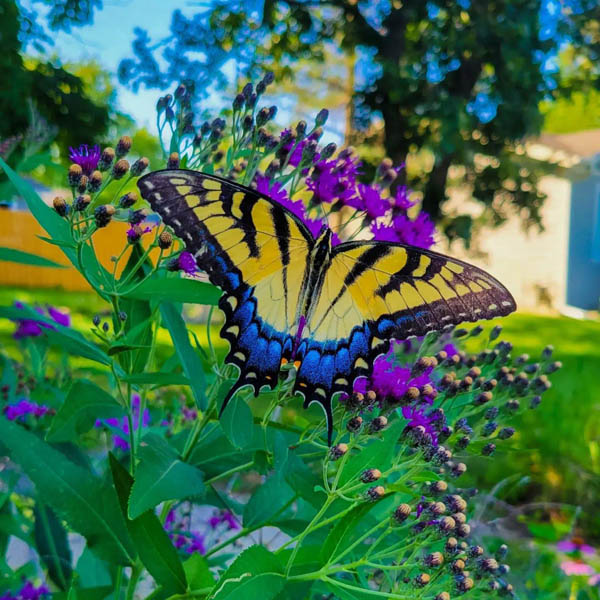 Butterfly Butterfly
