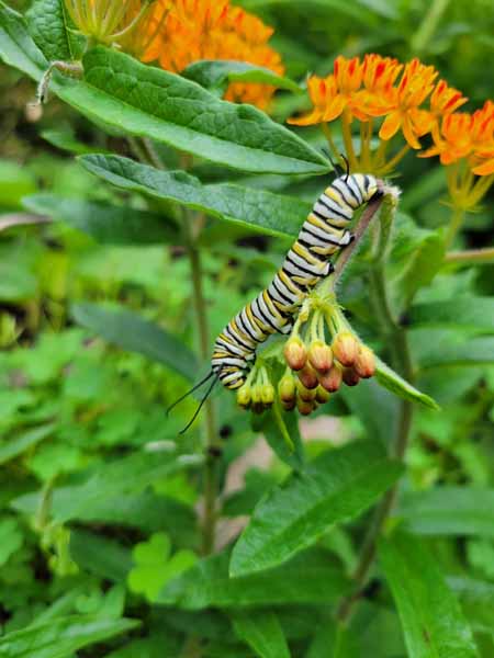Caterpillar Caterpillar