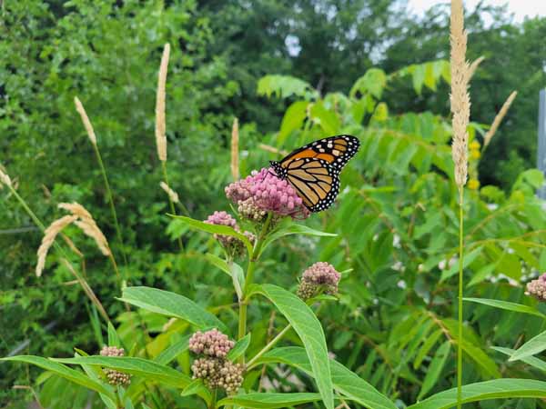 Butterfly Butterfly