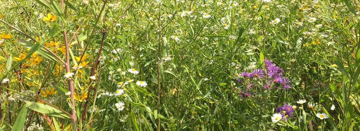 Landscaping for Pollinators in DSM