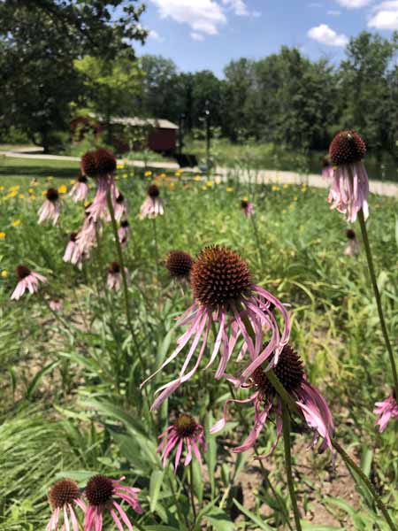 Pale Purple Coneflower Pale Purple Coneflower