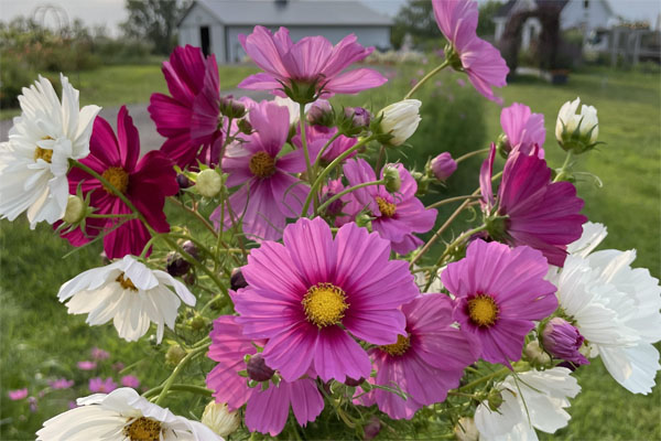 Flowers Flowers