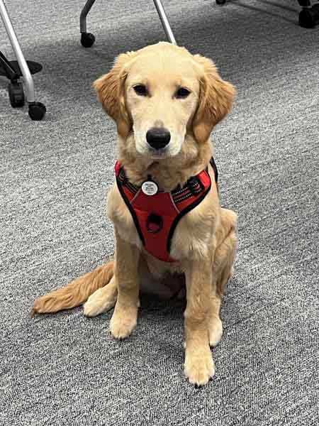Piper Learns to Sit Piper Learns to Sit