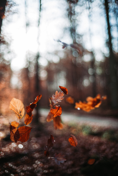 Fall Foliage