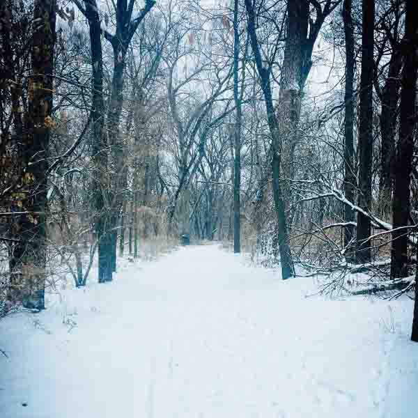 Winter Forest Winter Forest