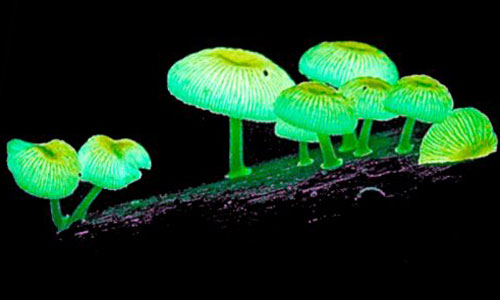 Glowing Nature