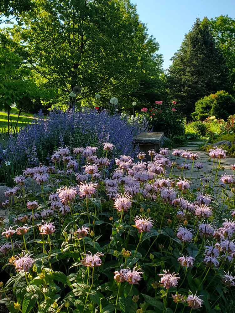 Newton Arboretum flowers at Newton Arboretum