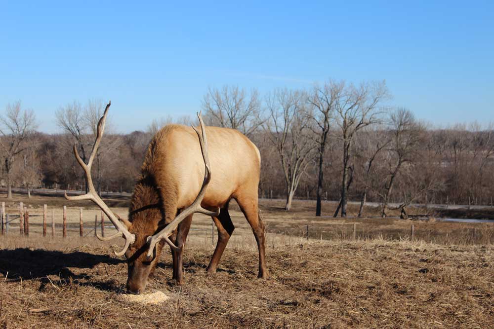Jester Park elk grazing at Jester Park