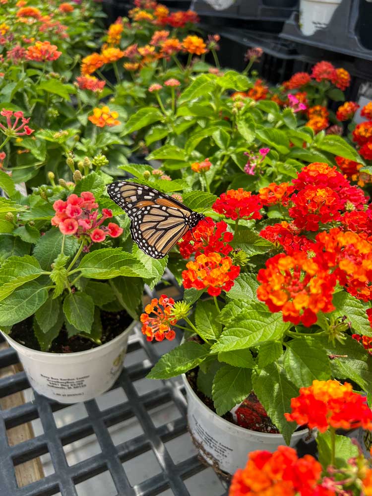 flower pots