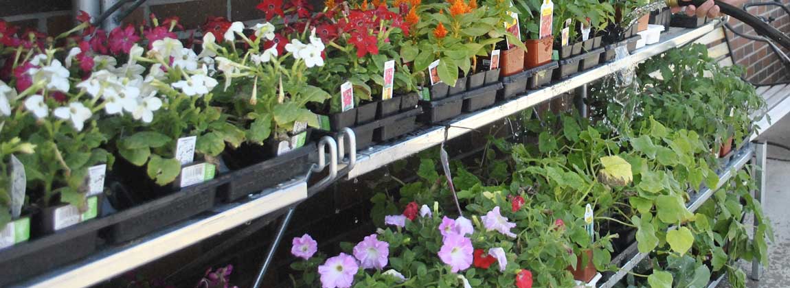 rows of flowers