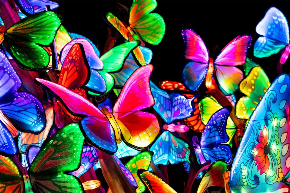 Wild Lights Festival Wild Lights Festival
