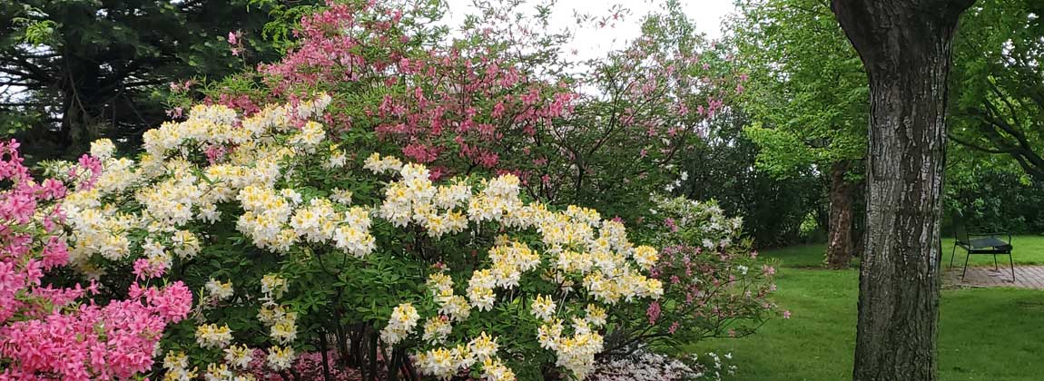 spring flowers at the Newton Arboretum